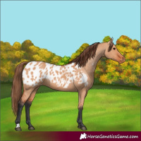 Horse Color:Unknown 