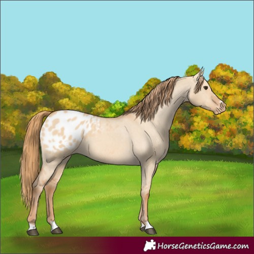 Horse Color:Unknown 
