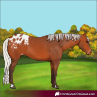 Horse Color:Silver Bay Appaloosa 