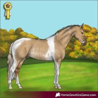 Horse Color:Liver Red Dun Sabino Tobiano Rabicano and Chocolate Palomino Dun Tobiano Rabicano