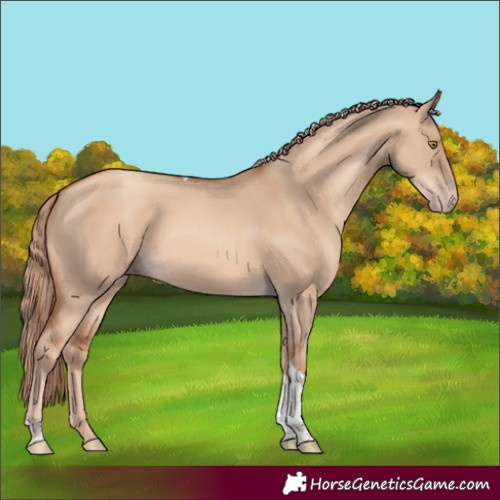 Horse Color:Gold Champagne Dun Tobiano Rabicano 