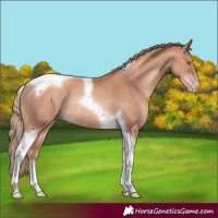 Horse Color:Gold Champagne Tobiano Rabicano 