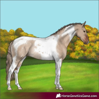 Horse Color:Liver Red Dun Tobiano Rabicano