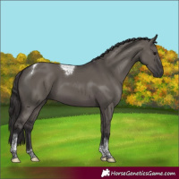 Horse Color:Smoky Grullo Tobiano Rabicano 