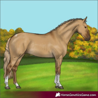 Horse Color:Chocolate Palomino Dun Tobiano Rabicano 