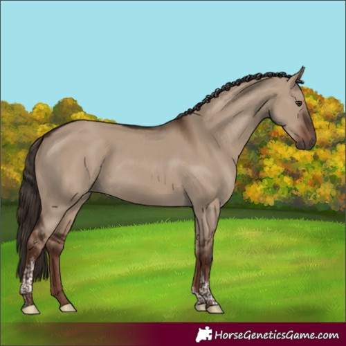 Horse Color:Liver Red Dun Tobiano Rabicano 