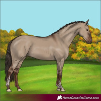 Horse Color:Liver Red Dun Tobiano Rabicano