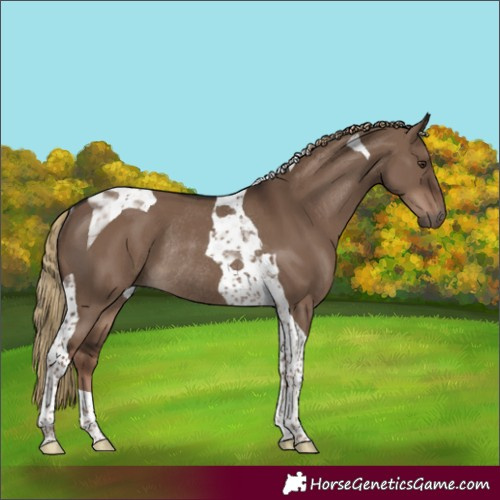 Horse Color:Liver Red Dun Tobiano Rabicano 