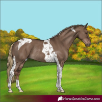 Horse Color:Liver Red Dun Tobiano Rabicano 