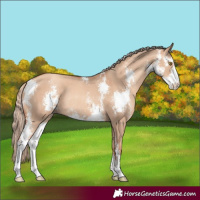 Horse Color:Gold Champagne Dun Sabino Rabicano