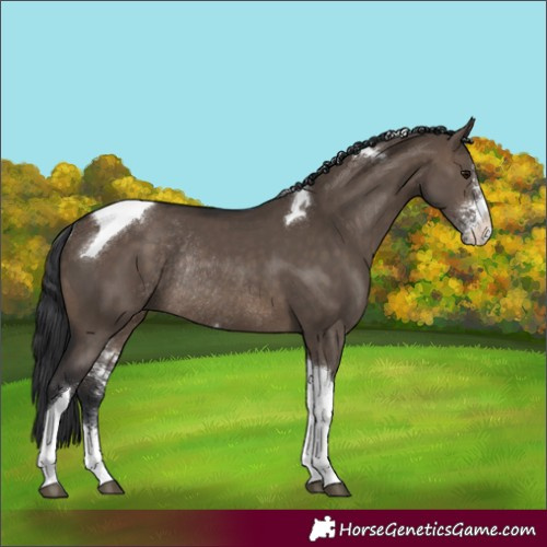 Horse Color:Brown Dun Sabino Tobiano Rabicano 