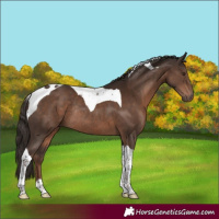 Horse Color:Liver Chestnut Tobiano Rabicano 