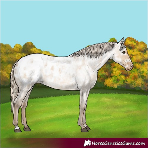 Horse Color:Chocolate Palomino Ice Roan Dun Appaloosa