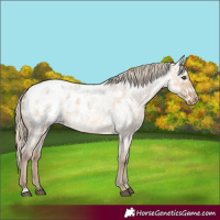 Horse Color:Chocolate Palomino Ice Roan Dun Appaloosa 