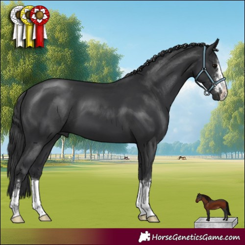 Horse Color:Black 