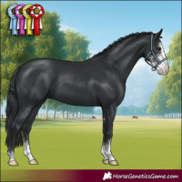 Horse Color:Black Sabino