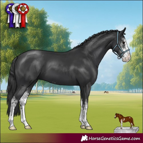 Horse Color:Black Sabino 