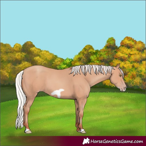 Horse Color:Silver Amber Champagne Frame 