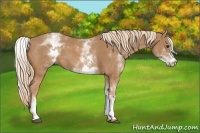 Horse Color:White Spotted Chestnut