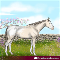 Horse Color:Amber Cream Champagne Splash Appaloosa 
