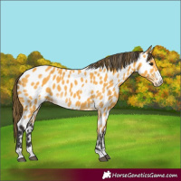 Horse Color:Buckskin Appaloosa 