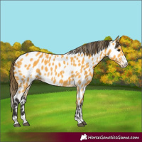 Horse Color:Buckskin Appaloosa 