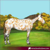 Horse Color:Buckskin Appaloosa 