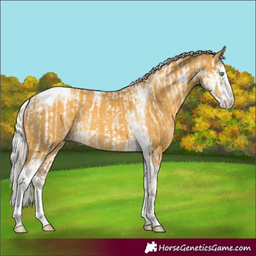 Horse Color:Silver Buckskin Pearl Sabino Splash Tobiano Rabicano  and Silver Sable Cream Champagne Sabino Splash Tobiano Rabicano 
