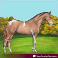 Horse Color:Gold Champagne Sabino Tobiano Rabicano 