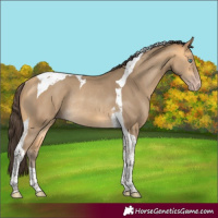 Horse Color:Amber Cream Champagne Tobiano Rabicano 