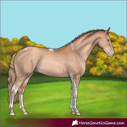 Horse Color:Gold Champagne Tobiano Rabicano