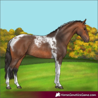 Horse Color:Bay Tobiano Rabicano 