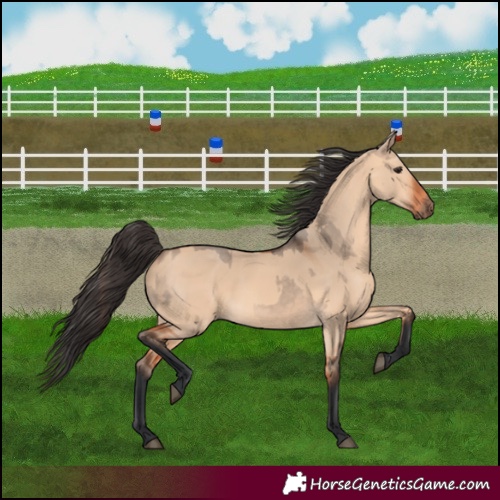 Horse Color:Bay Dun  and Bay Dun 