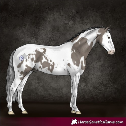 Horse Color:White Spotted Grullo Splash Tobiano 