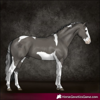 Horse Color:Grullo Splash Tobiano 