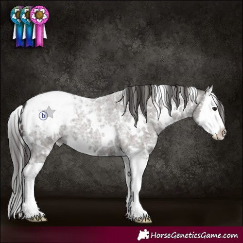 Horse Color:White Spotted Grullo Roan Splash Appaloosa 