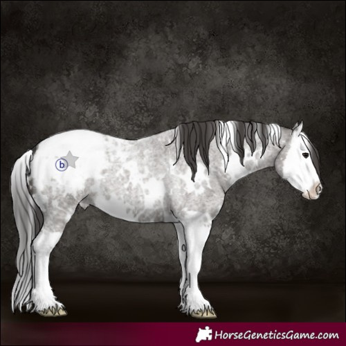 Horse Color:White Spotted Grullo Roan Splash Appaloosa
