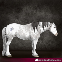 Horse Color:White Spotted Grullo Roan Splash Appaloosa 