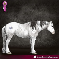 Horse Color:White Spotted Grullo Roan Splash Appaloosa