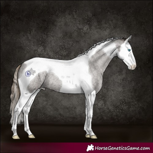 Horse Color:Smoky Grullo Roan Splash Tobiano Appaloosa 