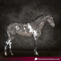 Horse Color:White Spotted Grullo Appaloosa 