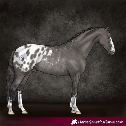 Horse Color:Grullo Appaloosa Rabicano 