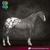 Horse Color:Grullo Blanket Rabicano