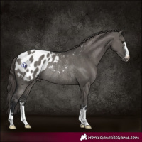 Horse Color:Grullo Appaloosa Rabicano 