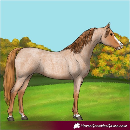 Horse Color:Red Roan Splash 