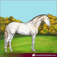 Horse Color:Smoky Grullo Pearl Splash Near Leopard 