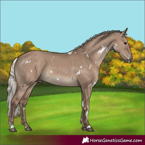 Horse Color:White Spotted Silver Grullo 