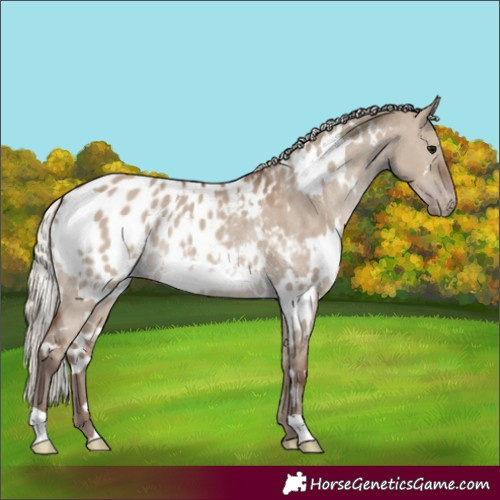 Horse Color:White Spotted Silver Grullo Appaloosa Rabicano 