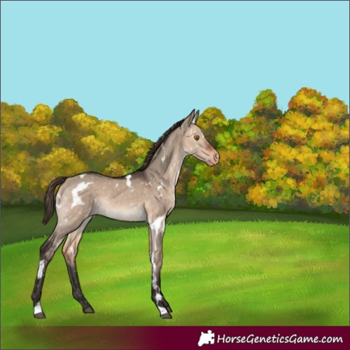 Horse Color:White Spotted Brown Dun Snowflake Varnish Rabicano 
