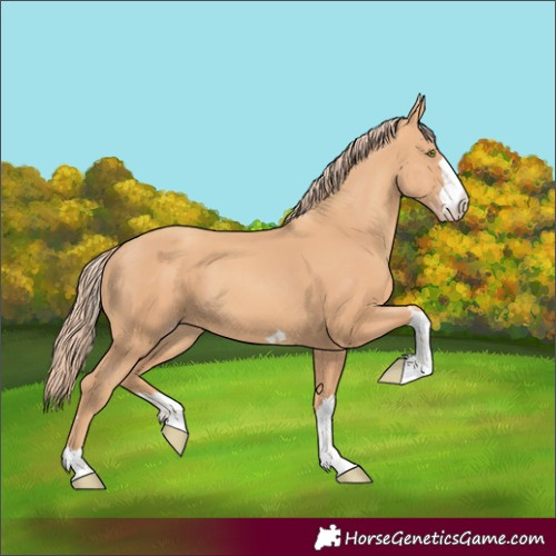 Horse Color:Gold Champagne 